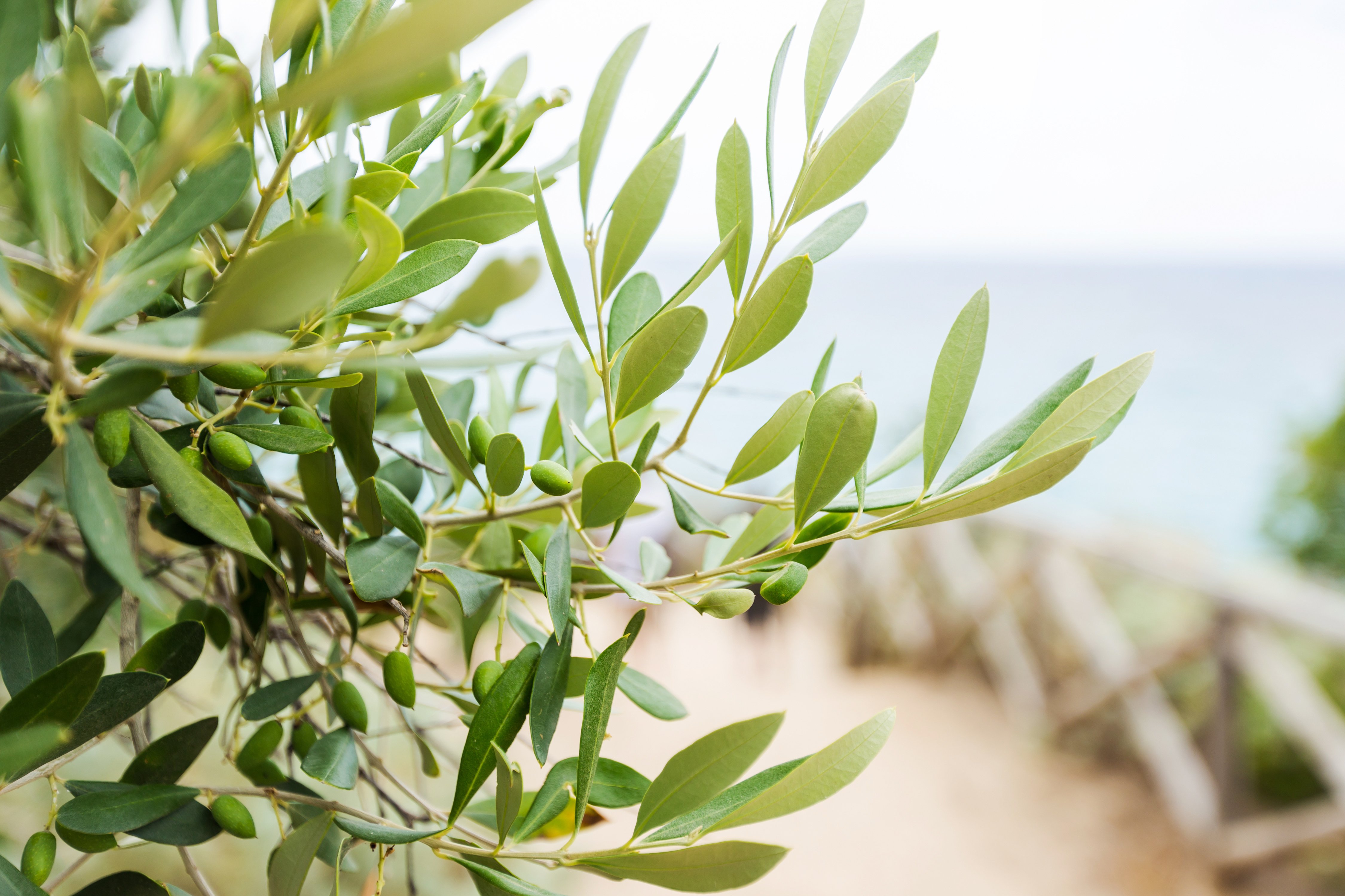 Olives on olive tree